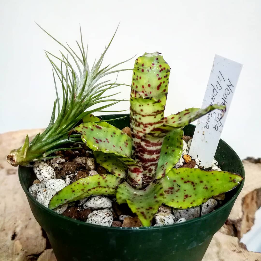 Photo of the plant species Vase Plant on Greg, the plant care app
