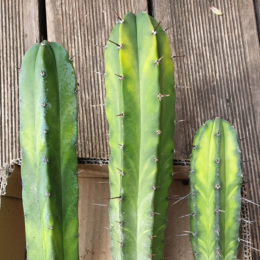 Photo of the plant species Variegated Blue Flame on Greg, the plant care app