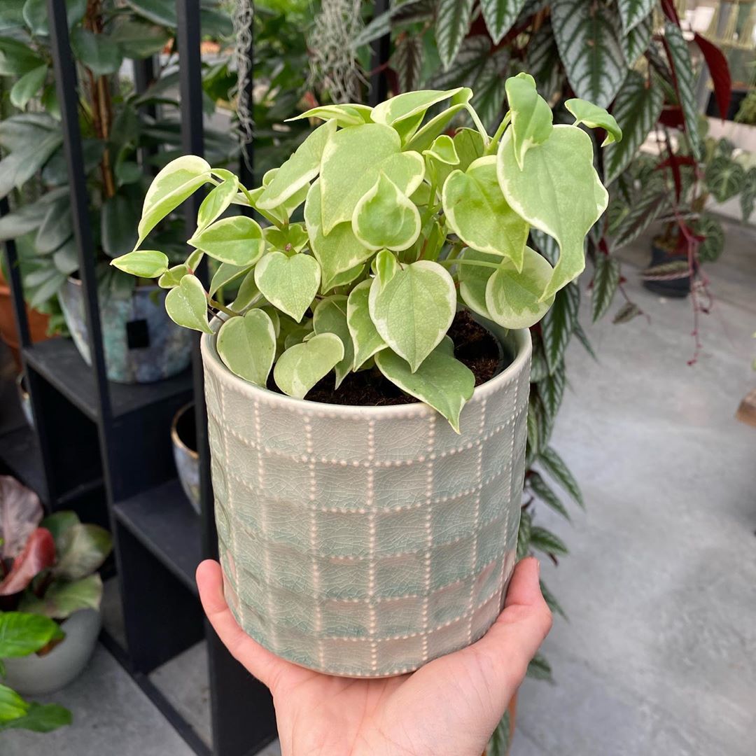 Photo of the plant species Variegated Cupid's Plant on Greg, the plant care app