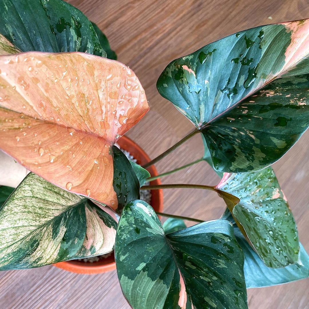 Photo of the plant species Variegated Homalomena on Greg, the plant care app