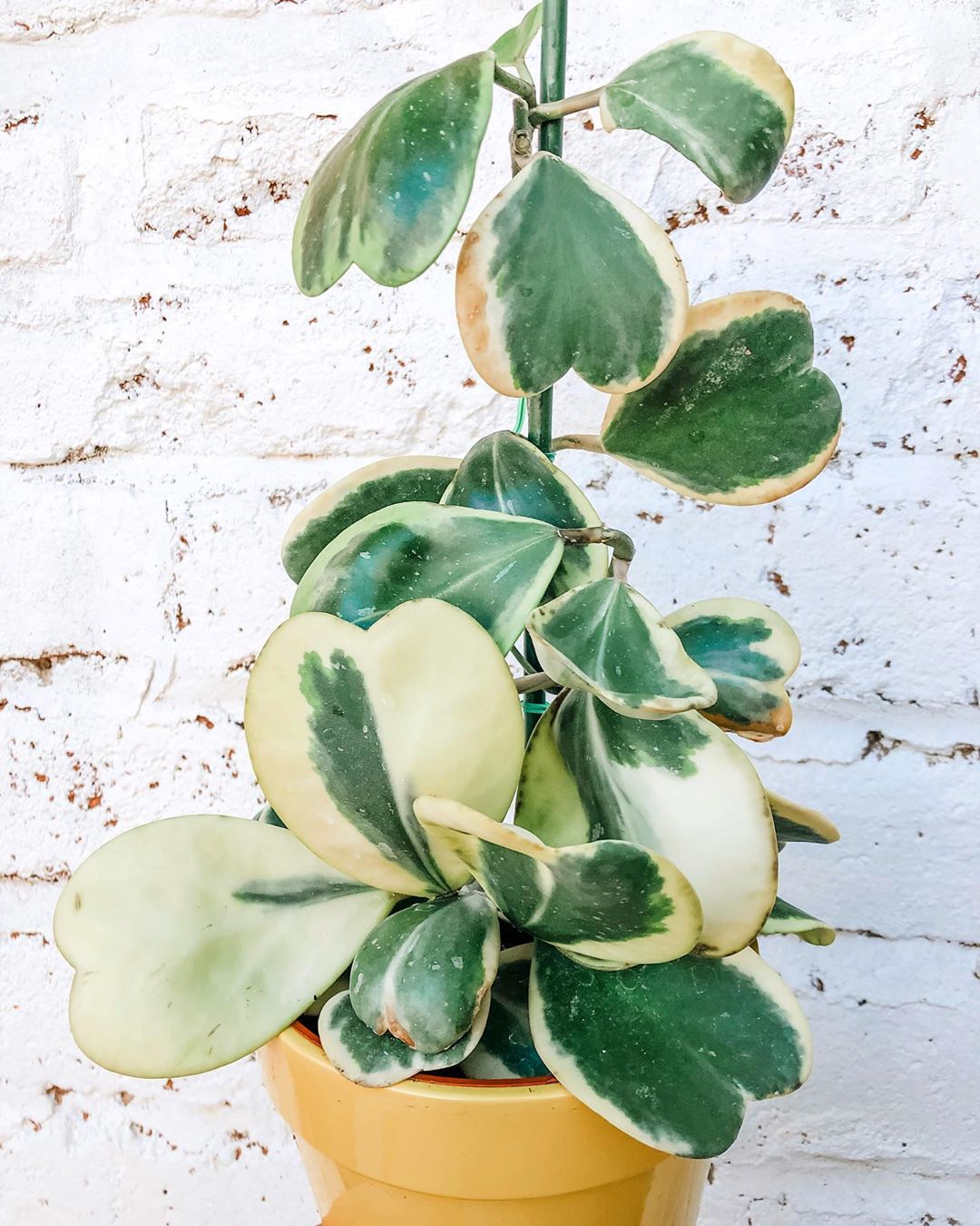Photo of the plant species Variegated Heart Leaf Hoya on Greg, the plant care app