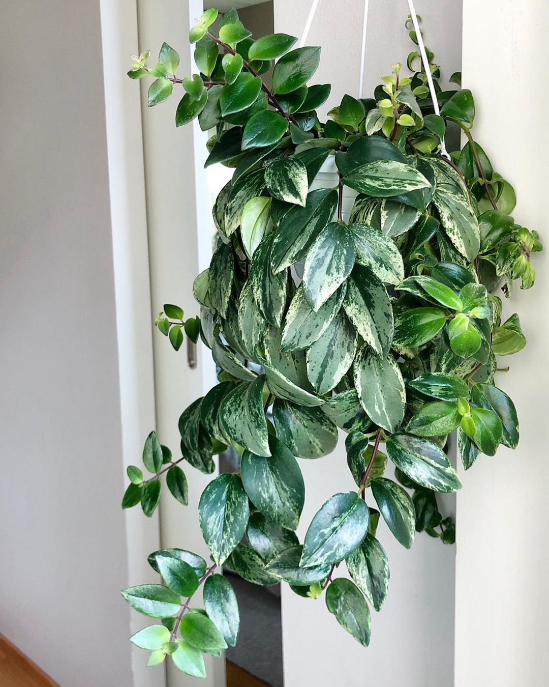 Variegated Lipstick Vine Plant Care Water, Light, Nutrients Greg App 🌱