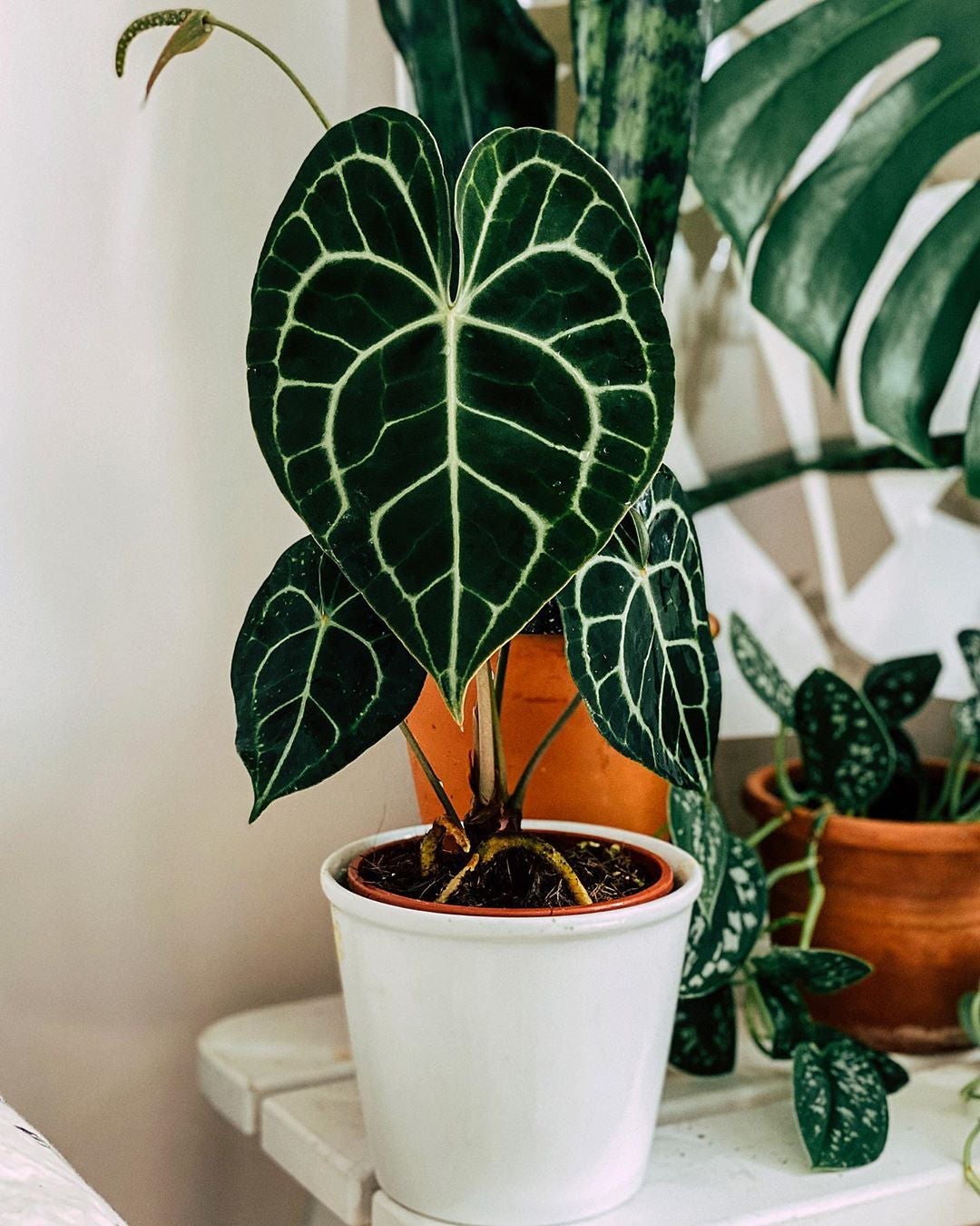 Keep Your Velvet Cardboard Anthurium Alive: Light, Water & Care