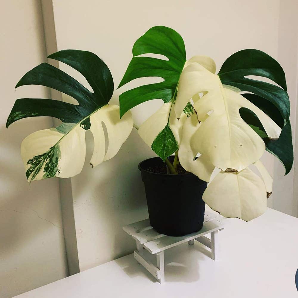 Photo of the plant species Variegated Monstera on Greg, the plant care app