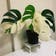 Calculate water needs of Variegated Monstera