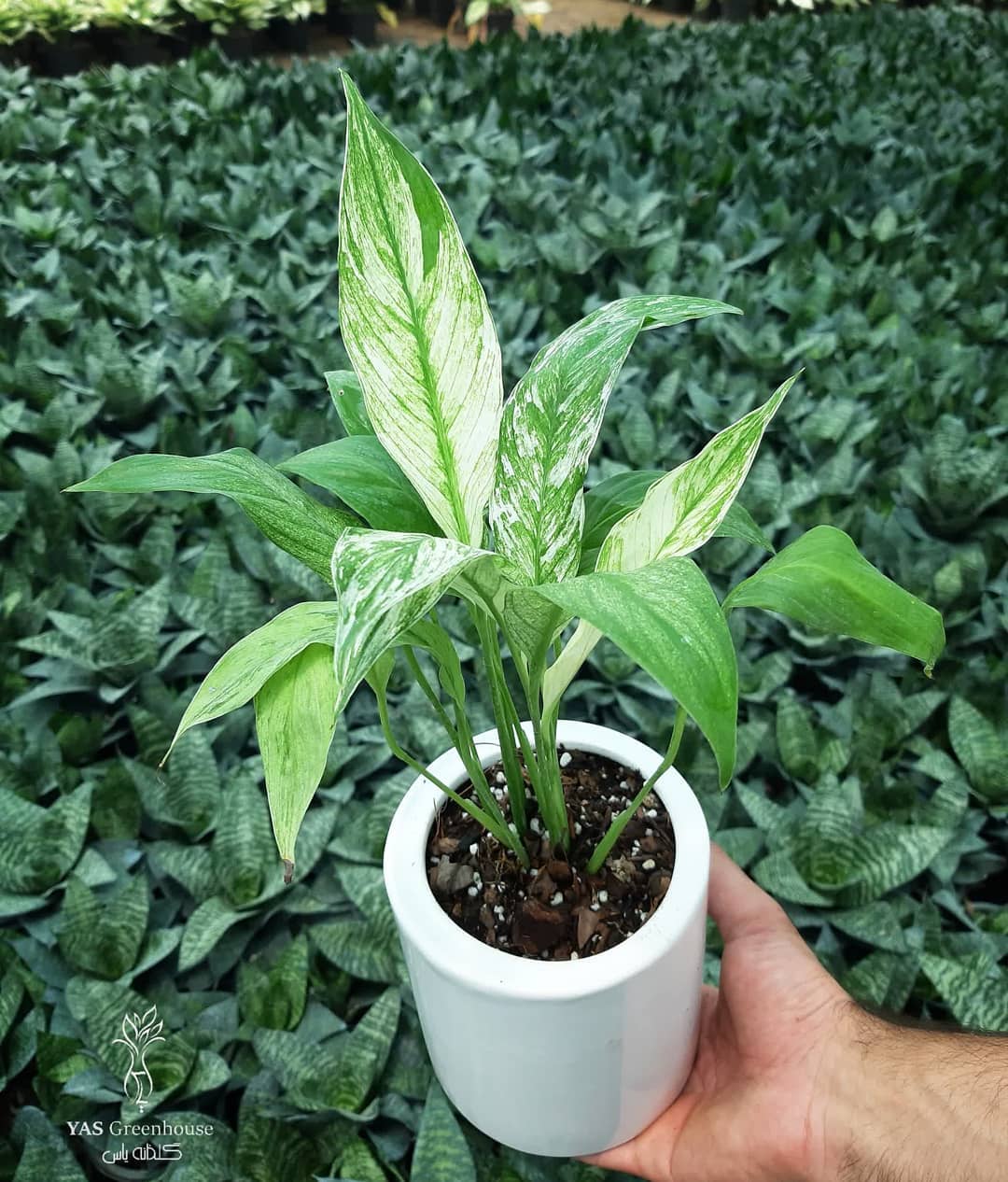 Photo of the plant species Variegated Peace Lily on Greg, the plant care app