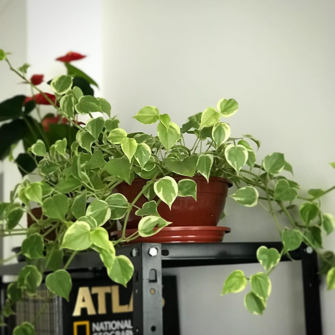 Photo of the plant species Vining Peperomia on Greg, the plant care app