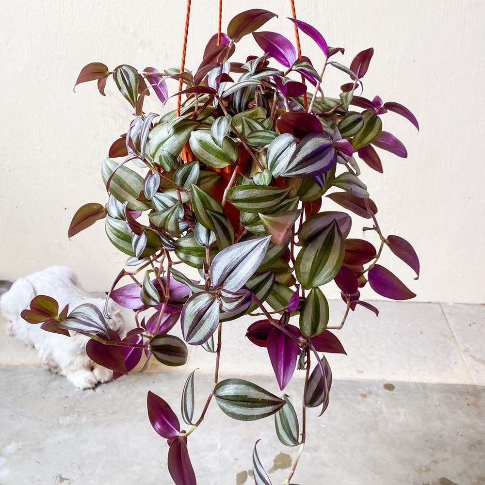 Photo of the plant species Tradescantia Zebrina on Greg, the plant care app