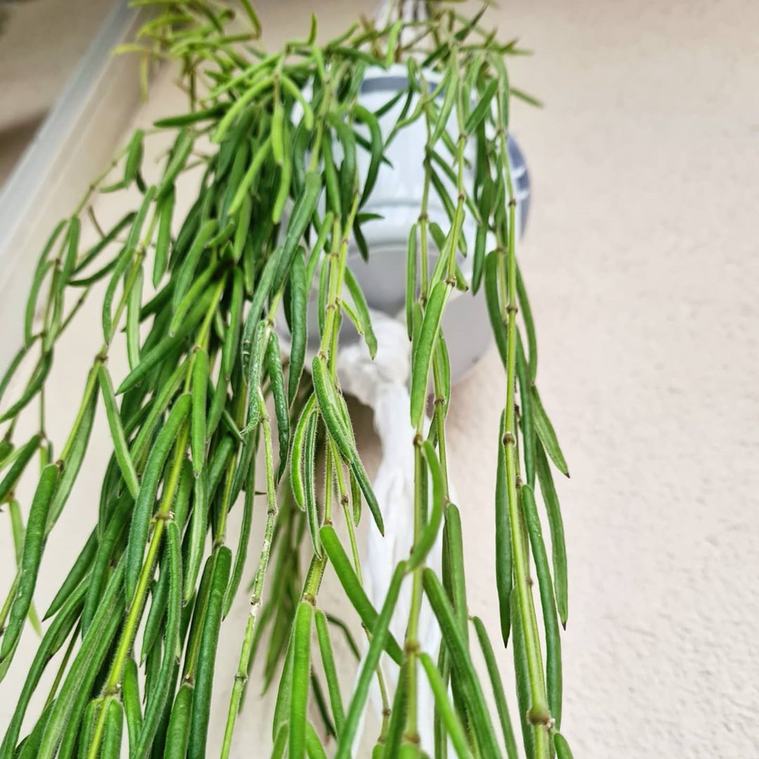 Photo of the plant species Wax Plant on Greg, the plant care app