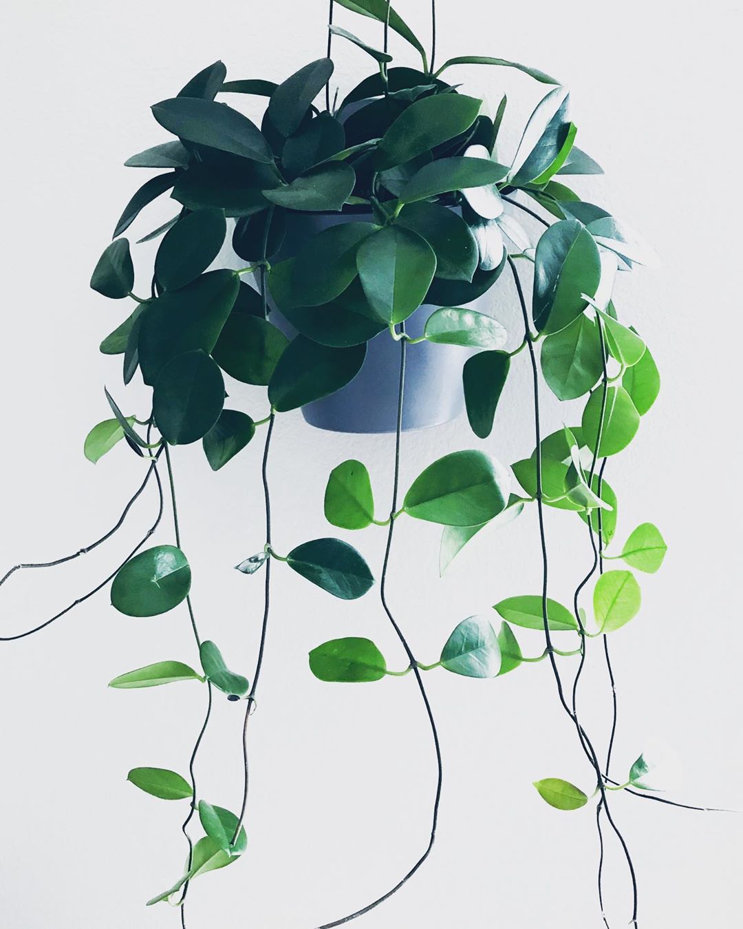 Photo of the plant species Waxvine on Greg, the plant care app