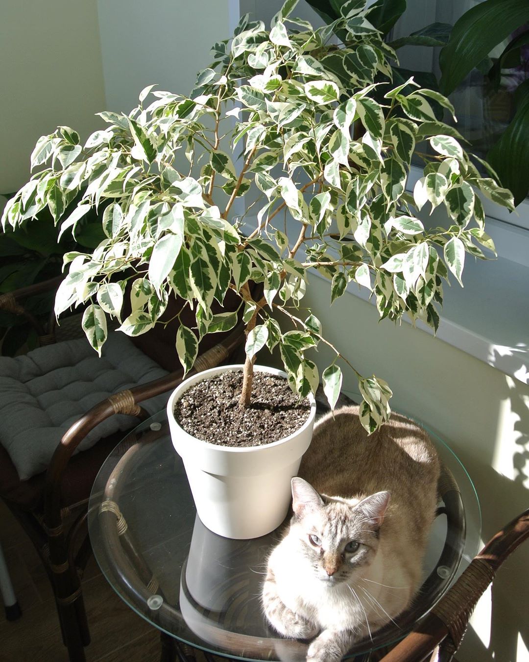 Plant care for Majesty Palm on Greg, the plant care app