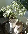 Plant care for Bald Cypress on Greg, the plant care app