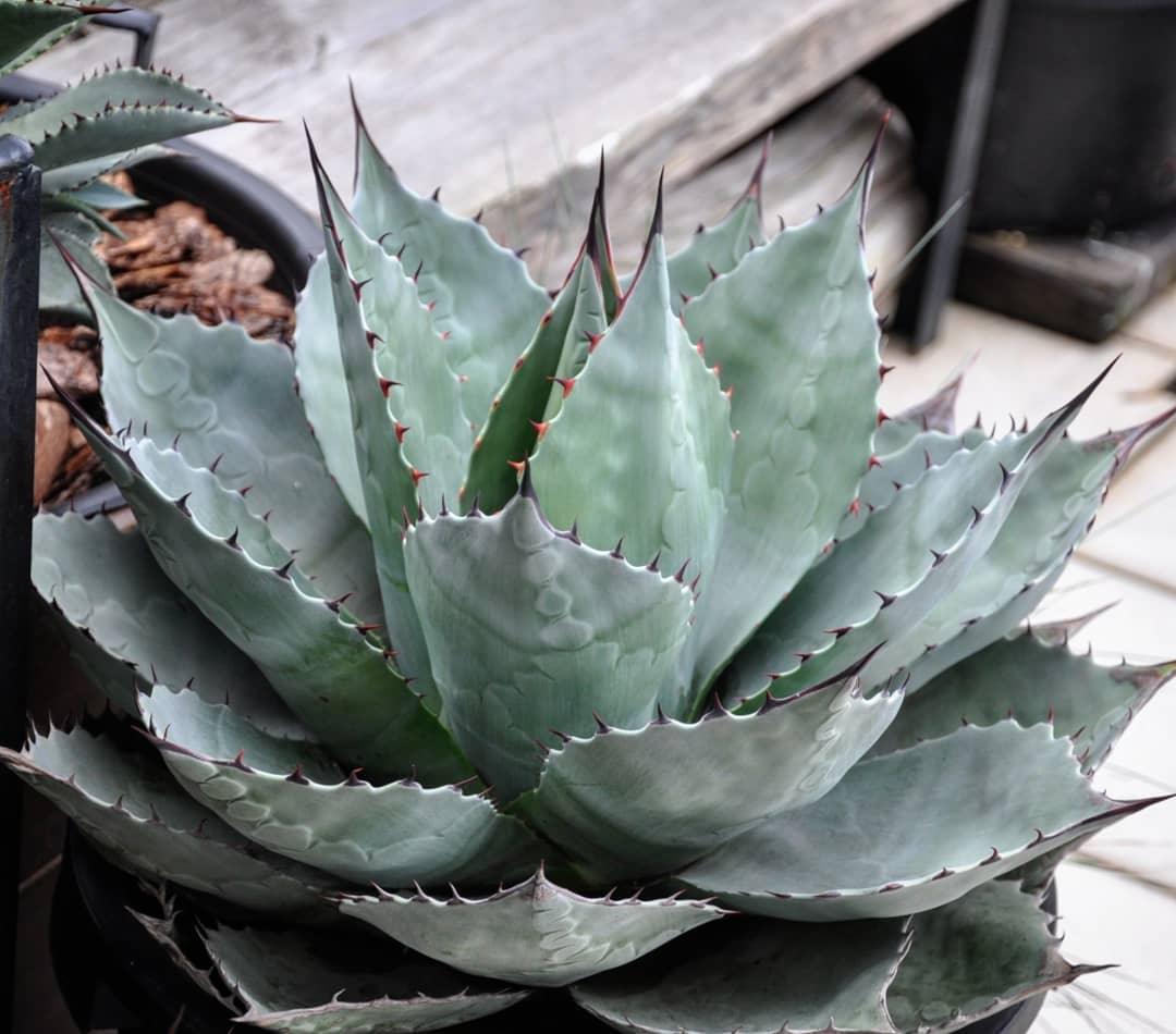 Photo of the plant species Whale's Tongue Agave on Greg, the plant care app