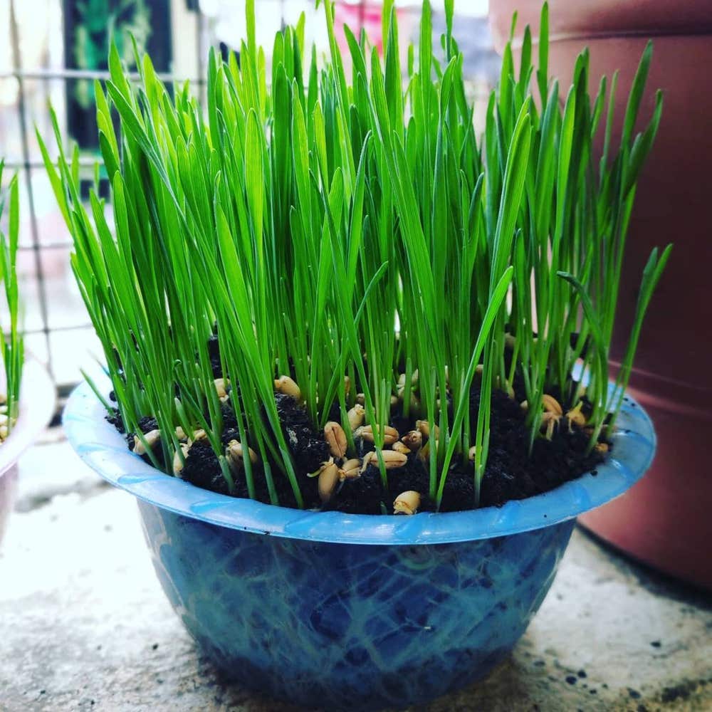 Photo of the plant species Wheatgrass on Greg, the plant care app