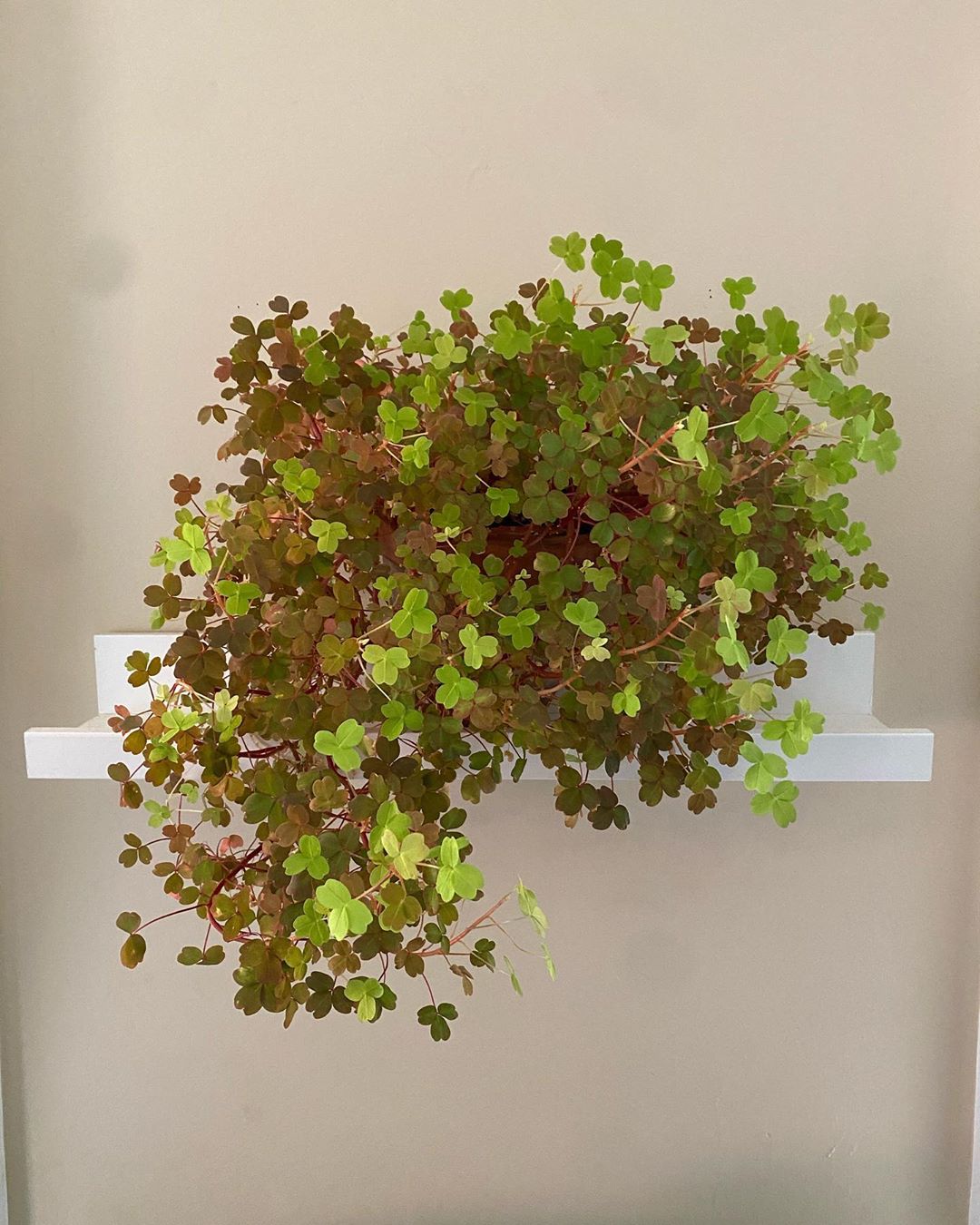 Photo of the plant species Ornamental Clover on Greg, the plant care app