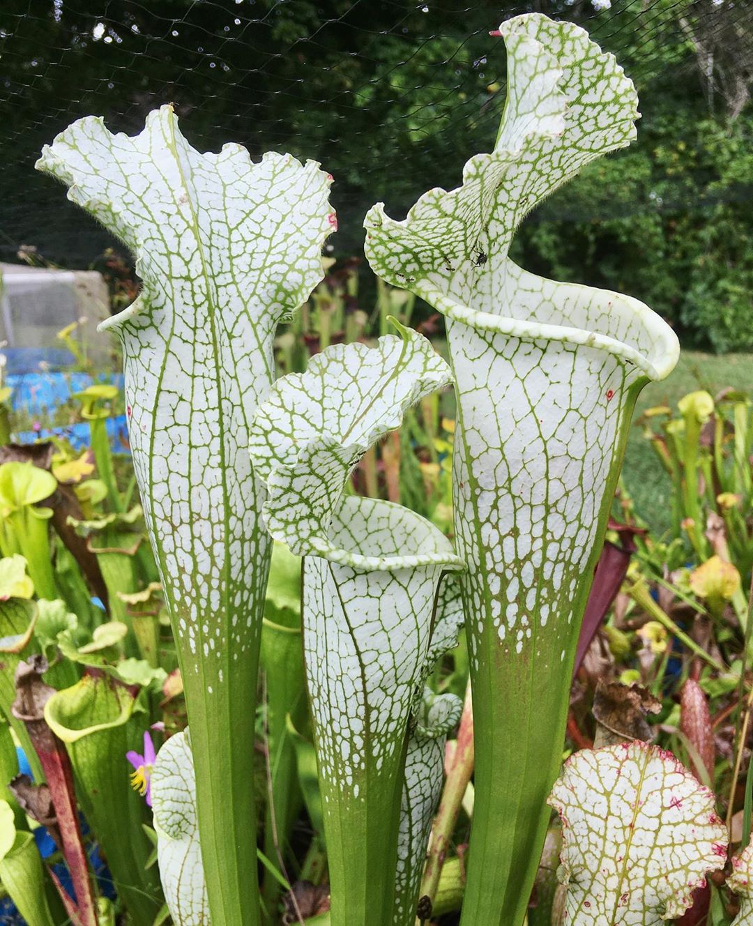 Photo of the plant species White Topped Pitcher Plant on Greg, the plant care app