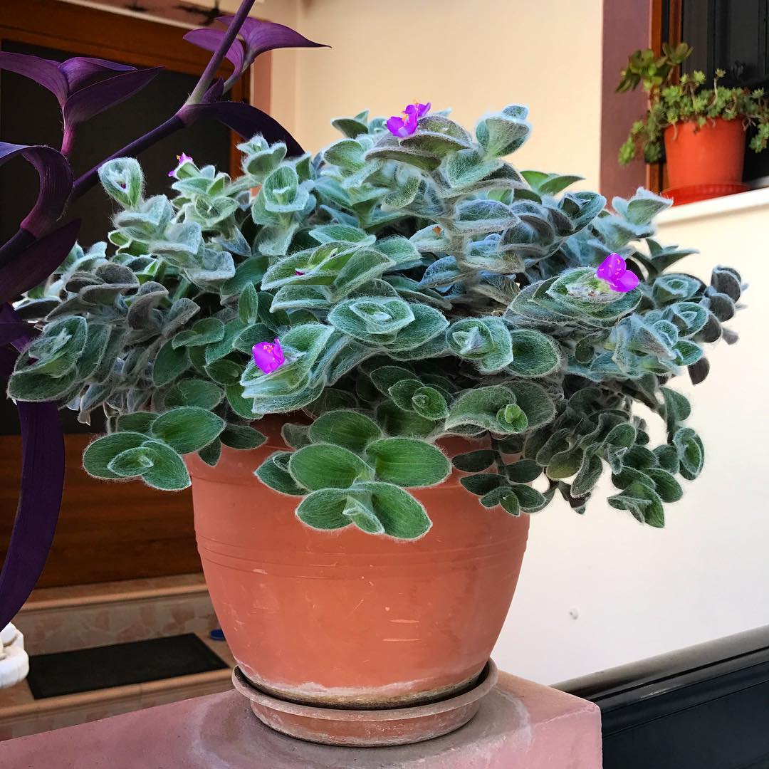 Photo of the plant species White Velvet on Greg, the plant care app