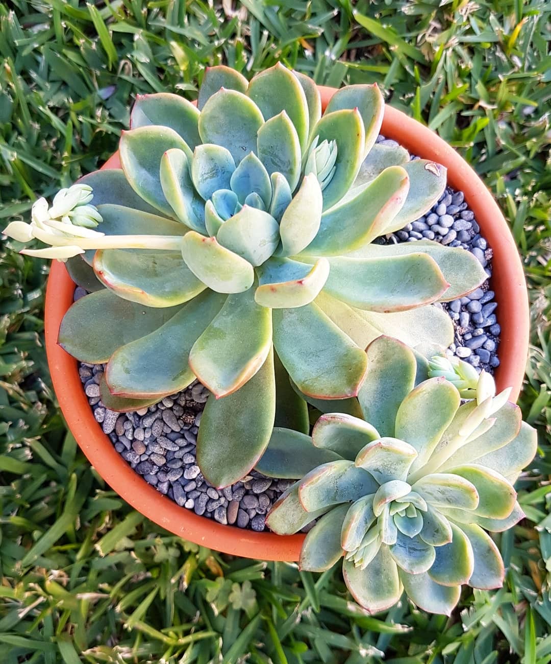 Photo of the plant species Graptoveria 'Worthy One' on Greg, the plant care app