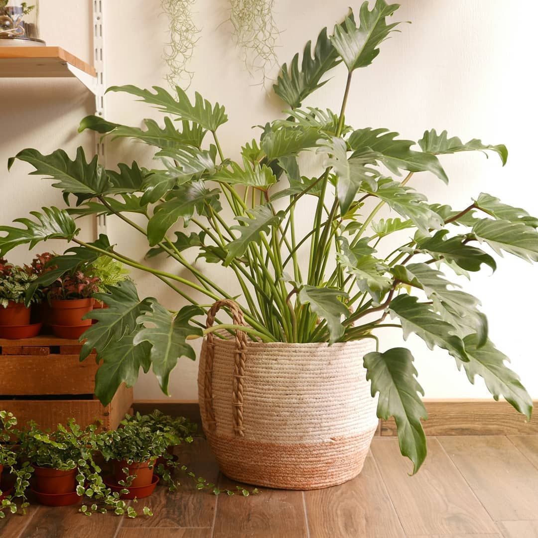 Photo of the plant species Philodendron Xanadu on Greg, the plant care app