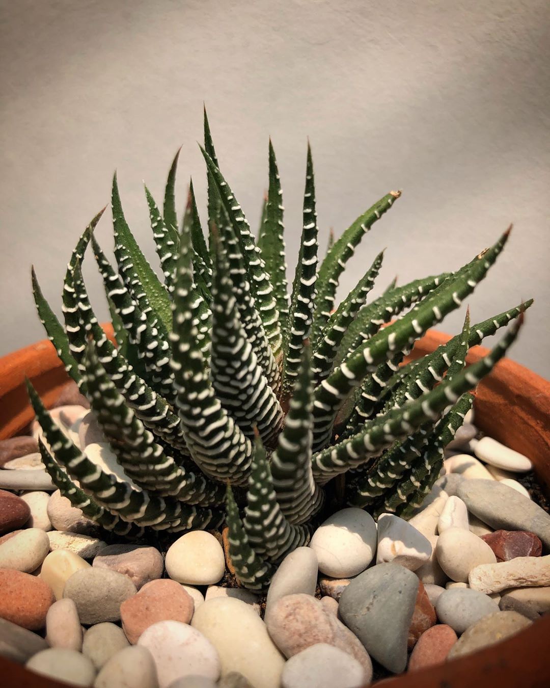 Photo of the plant species Zebra Haworthia on Greg, the plant care app