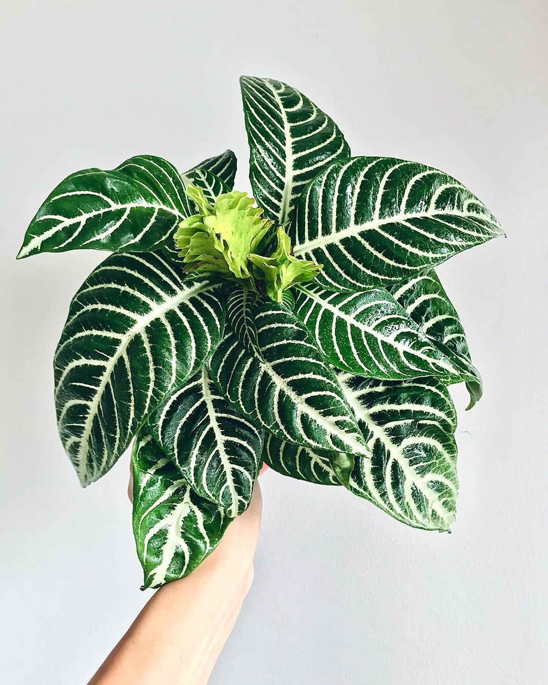 Zebra Plant Plant Care: Water, Light, Nutrients | Greg App 🌱