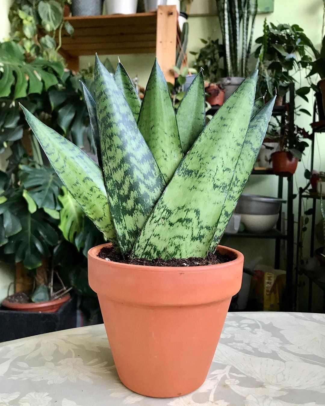 Zeylanica Snake Plant Plant Care Water, Light, Nutrients Greg App 🌱