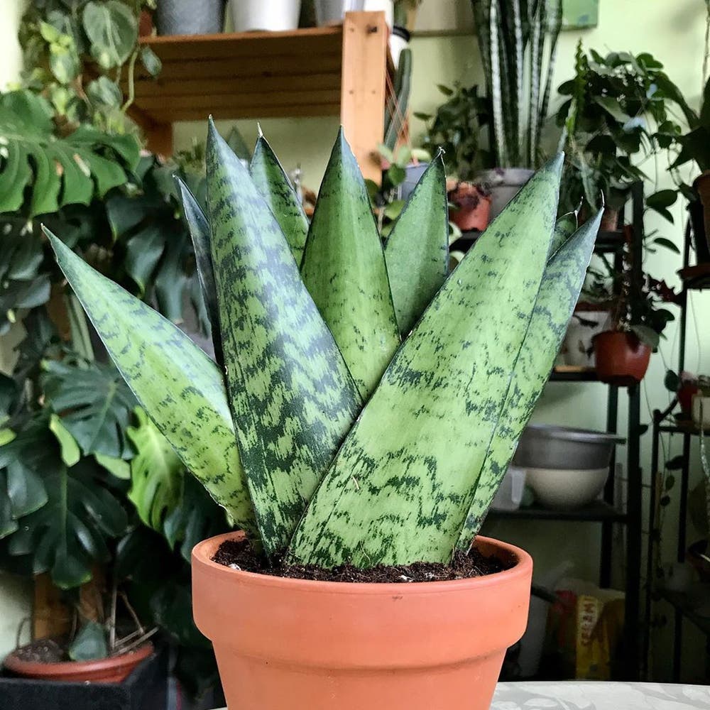 Photo of the plant species Zeylanica Snake Plant on Greg, the plant care app