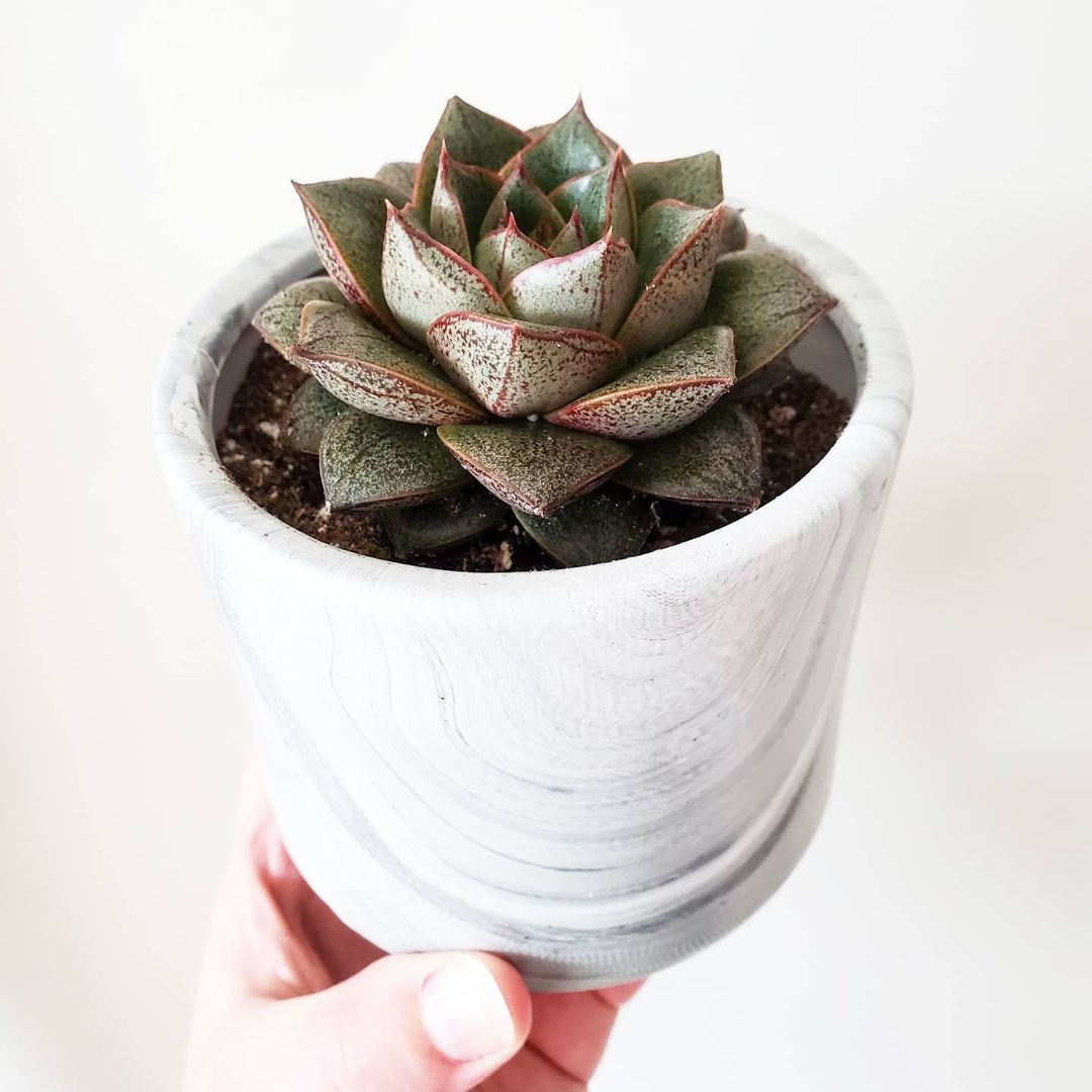 Photo of the plant species Echeveria purpusorum on Greg, the plant care app