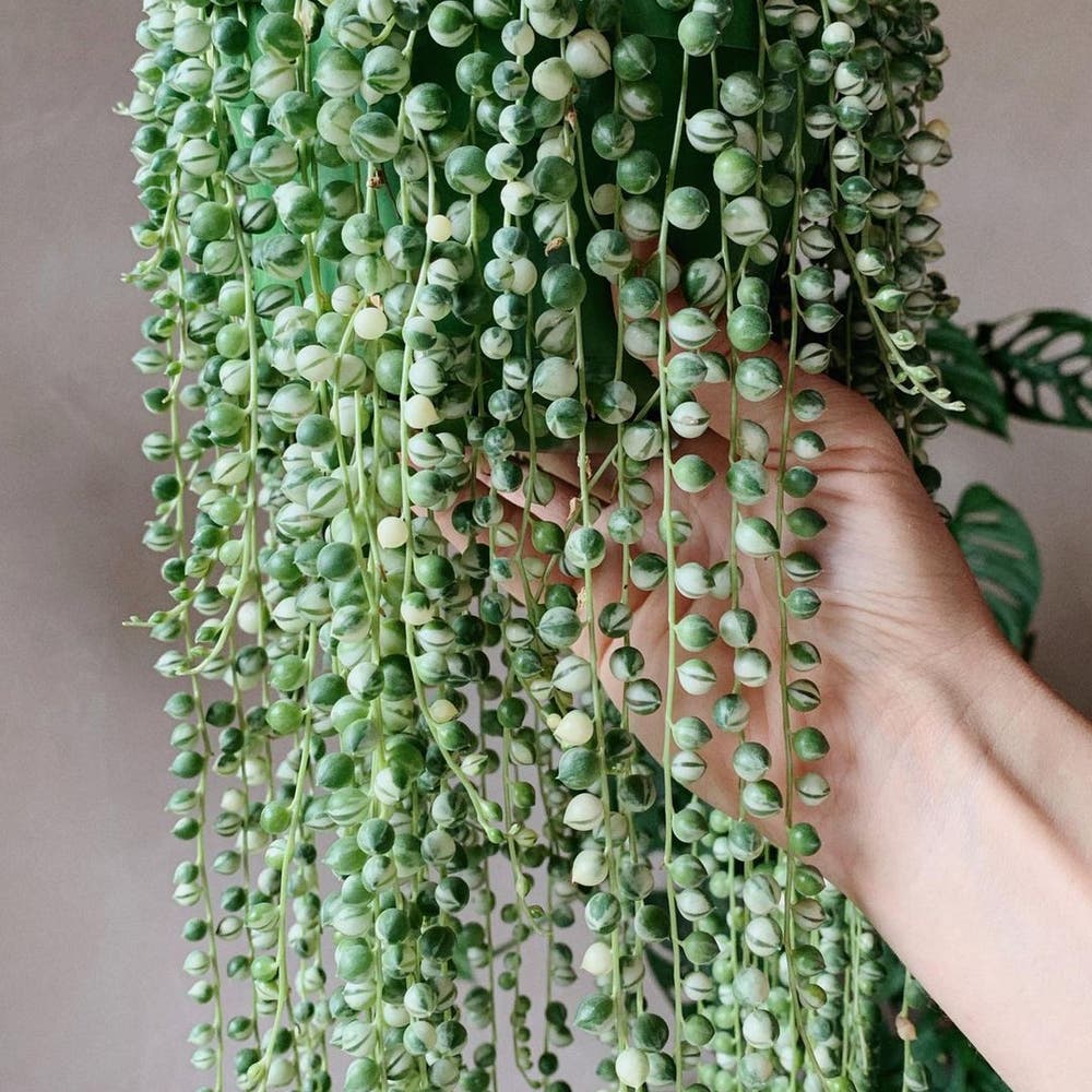 Photo of the plant species Variegated String of Pearls on Greg, the plant care app