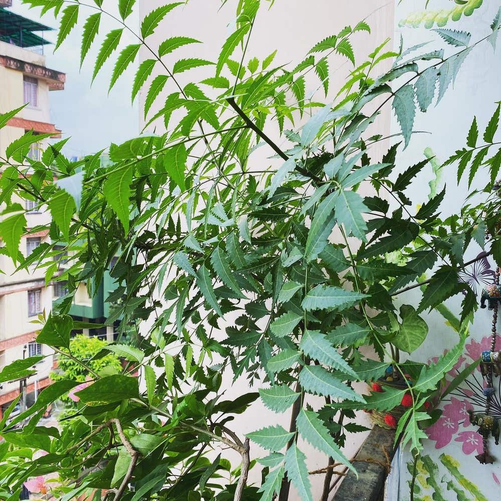 Photo of the plant species Azadirachta Indica on Greg, the plant care app