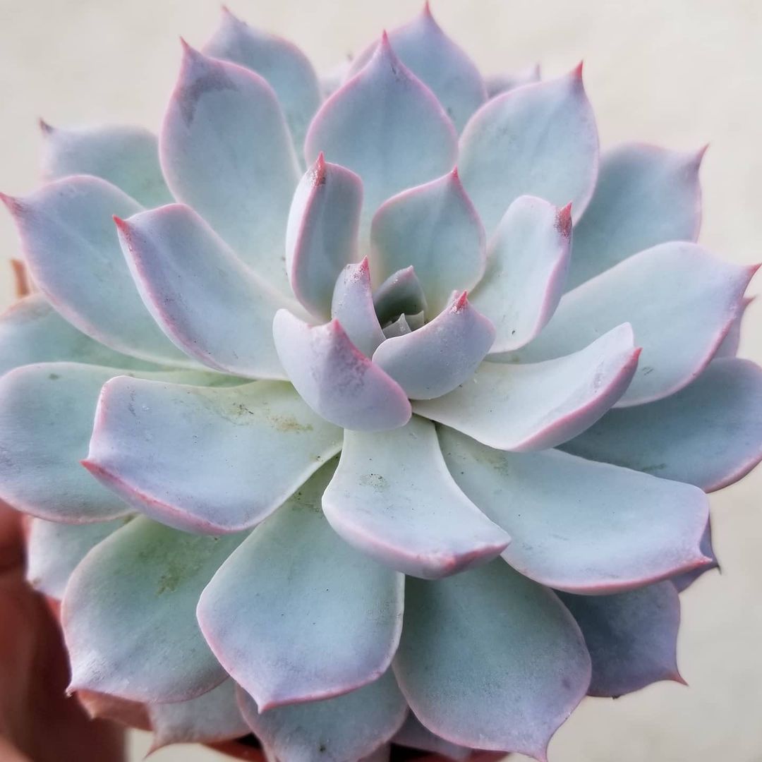 Photo of the plant species Echeveria 'Morning Beauty' on Greg, the plant care app