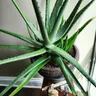 Plant care for lemon verbena on Greg, the plant care app