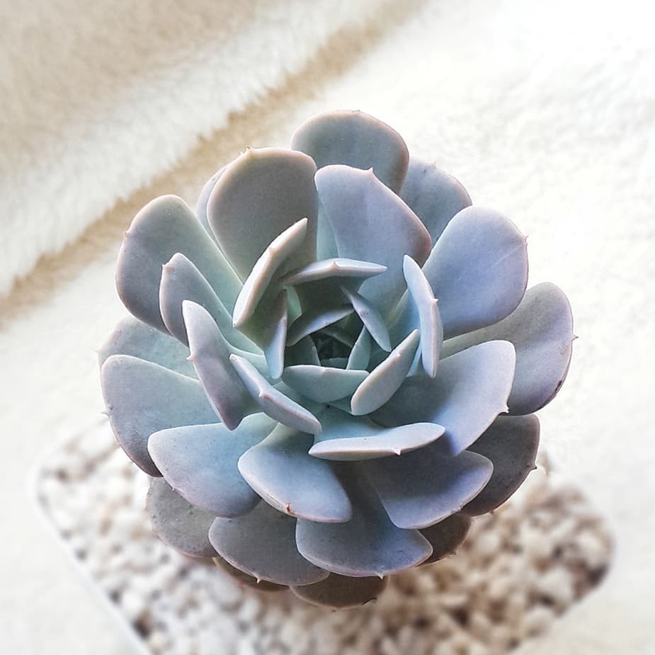 Photo of the plant species Echeveria Runyonii on Greg, the plant care app