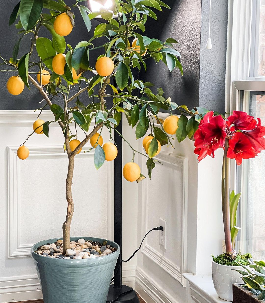 Meyer Lemon Tree Plant Care: Water, Light, Nutrients | Greg App 🌱