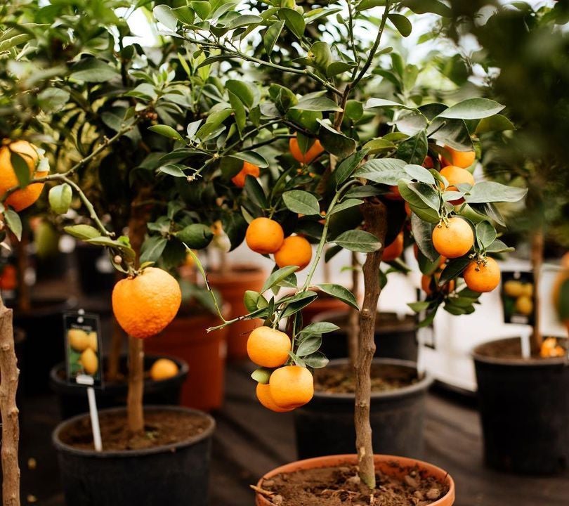 Orange Tree Plant Care Water, Light, Nutrients Greg App 🌱