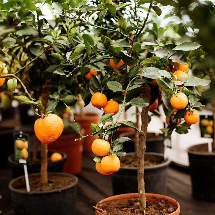 Photo of the plant species Blood Orange on Greg, the plant care app