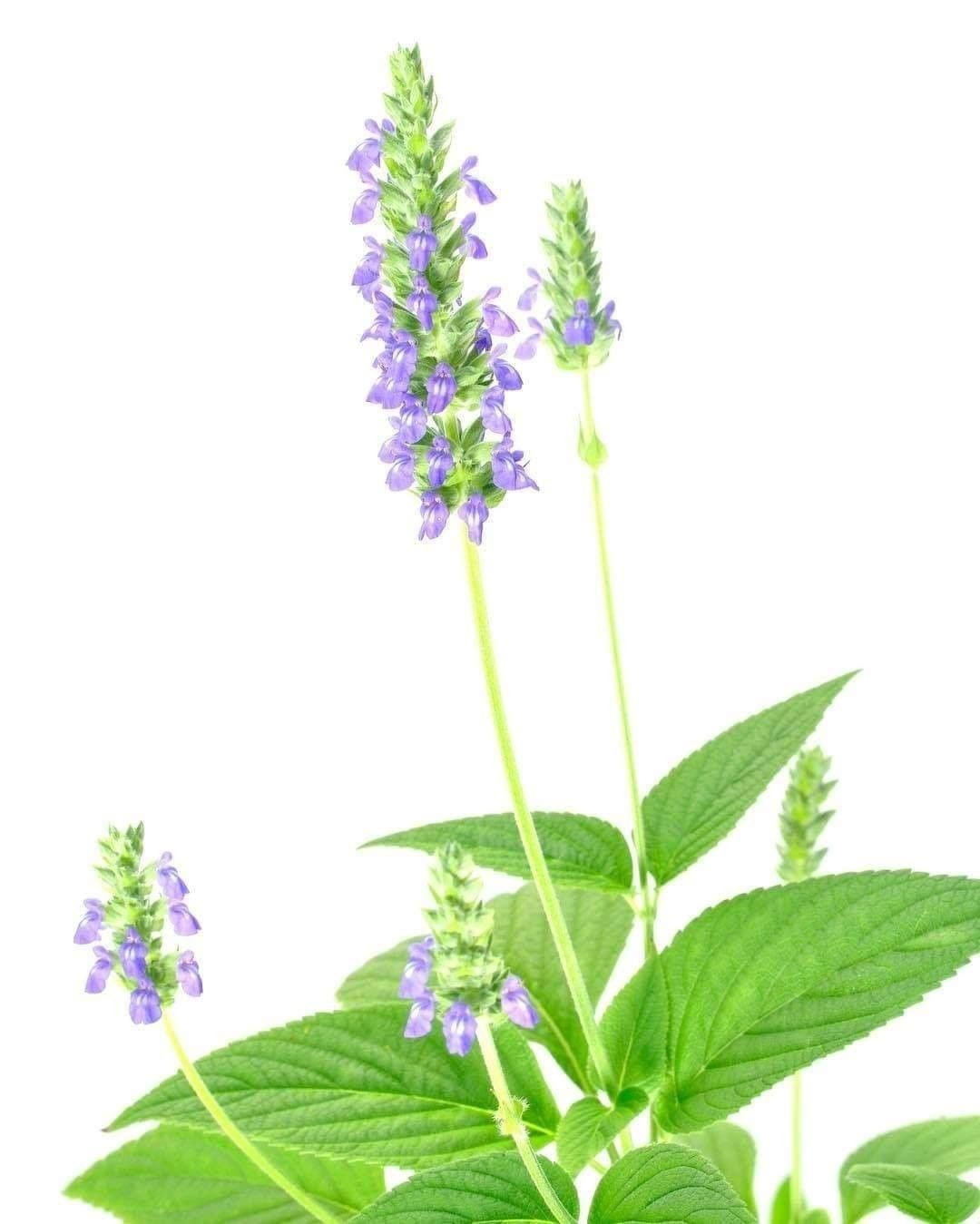 Photo of the plant species Chia on Greg, the plant care app