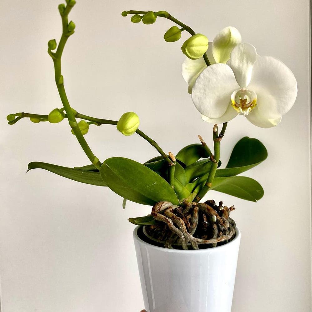 Photo of the plant species Phalaenopsis orchid on Greg, the plant care app