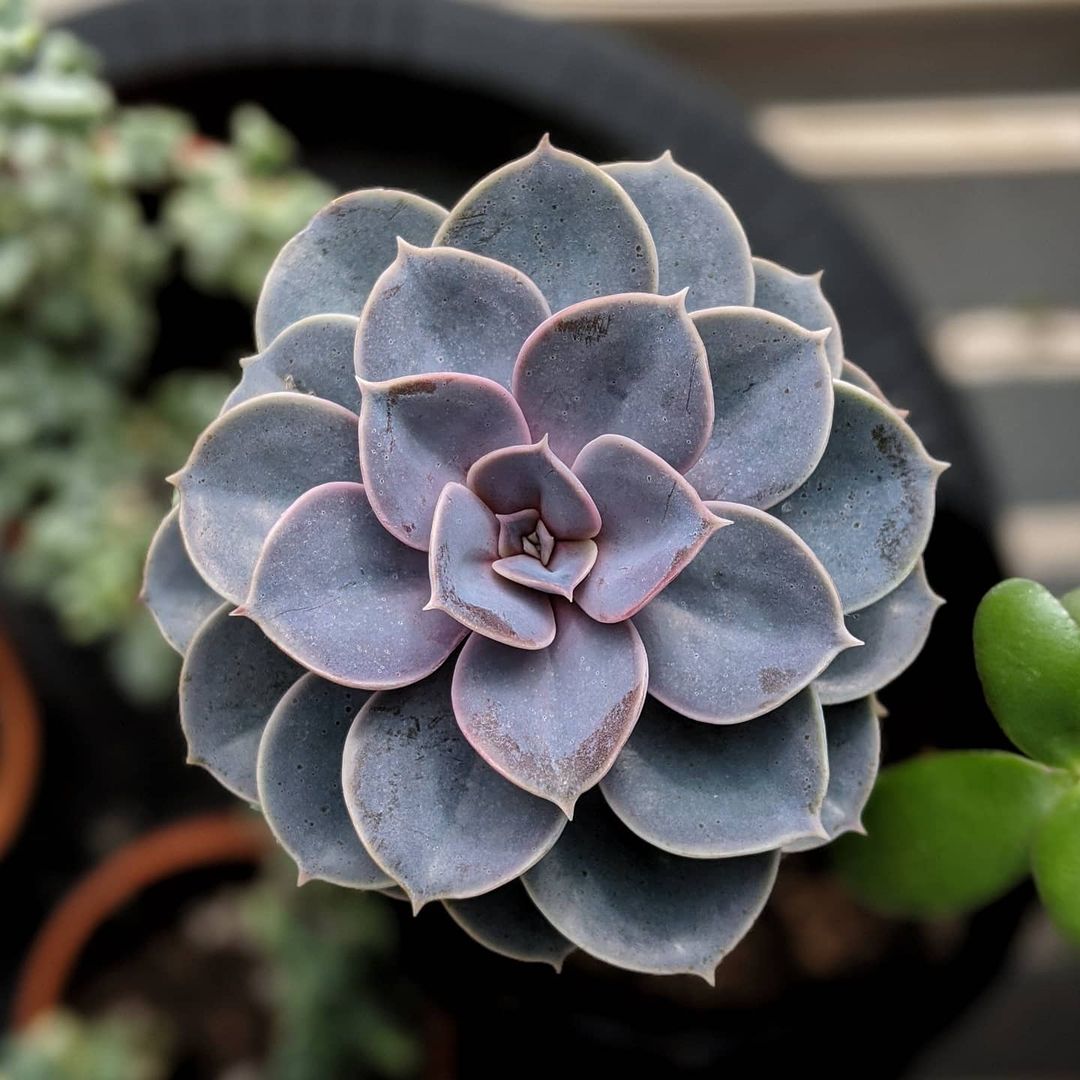 Photo of the plant species Echeveria 'Perle von Nurnberg' on Greg, the plant care app