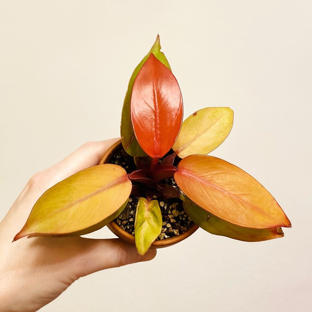 Photo of the plant species Philodendron Prince of Orange on Greg, the plant care app