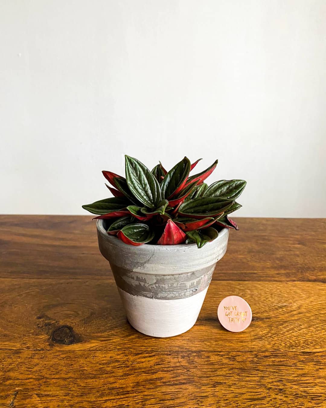 Photo of the plant species Peperomia 'Rosso' on Greg, the plant care app
