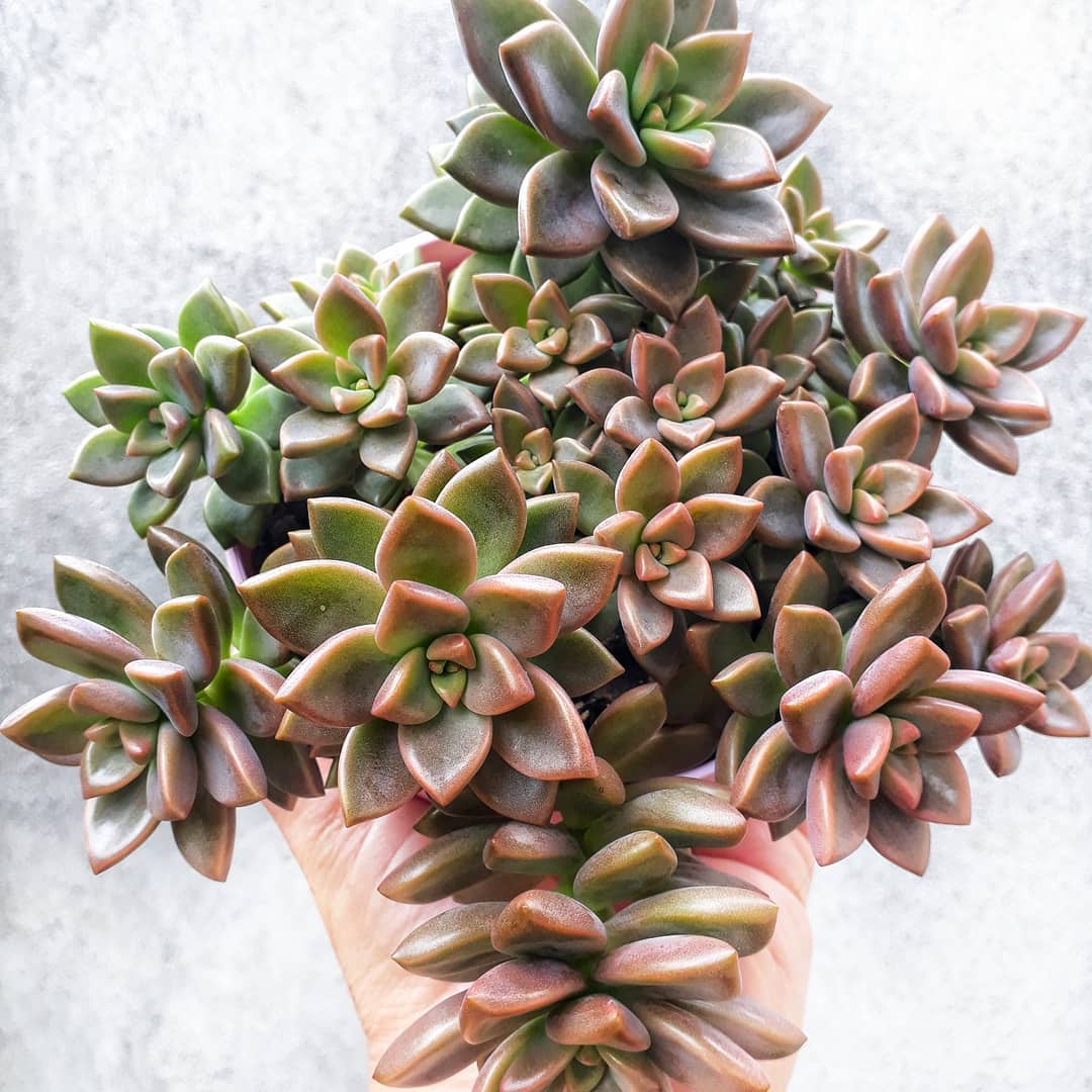 Photo of the plant species Graptosedum 'Bronze' on Greg, the plant care app