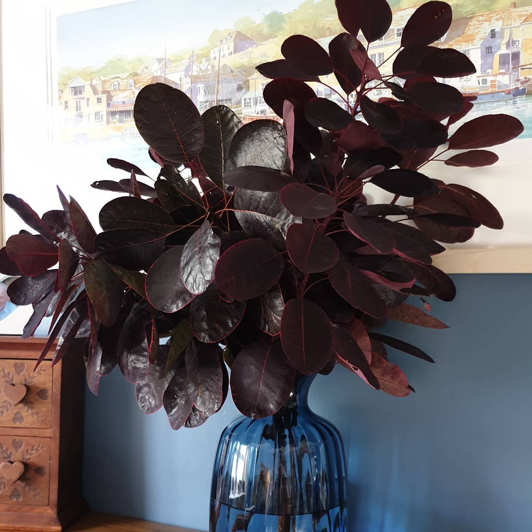 Photo of the plant species Purple Smoke Bush on Greg, the plant care app