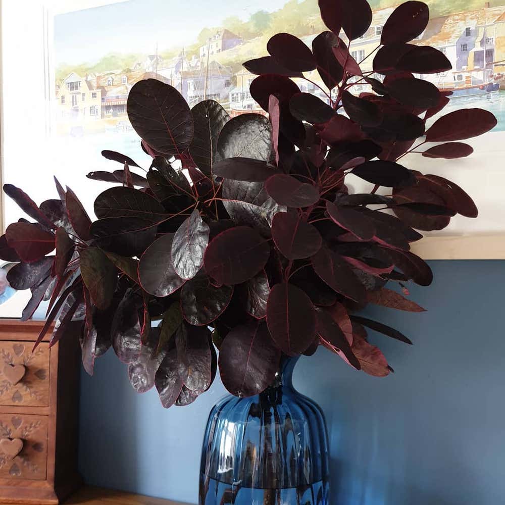 Photo of the plant species Cotinus Coggygria Royal Purple on Greg, the plant care app