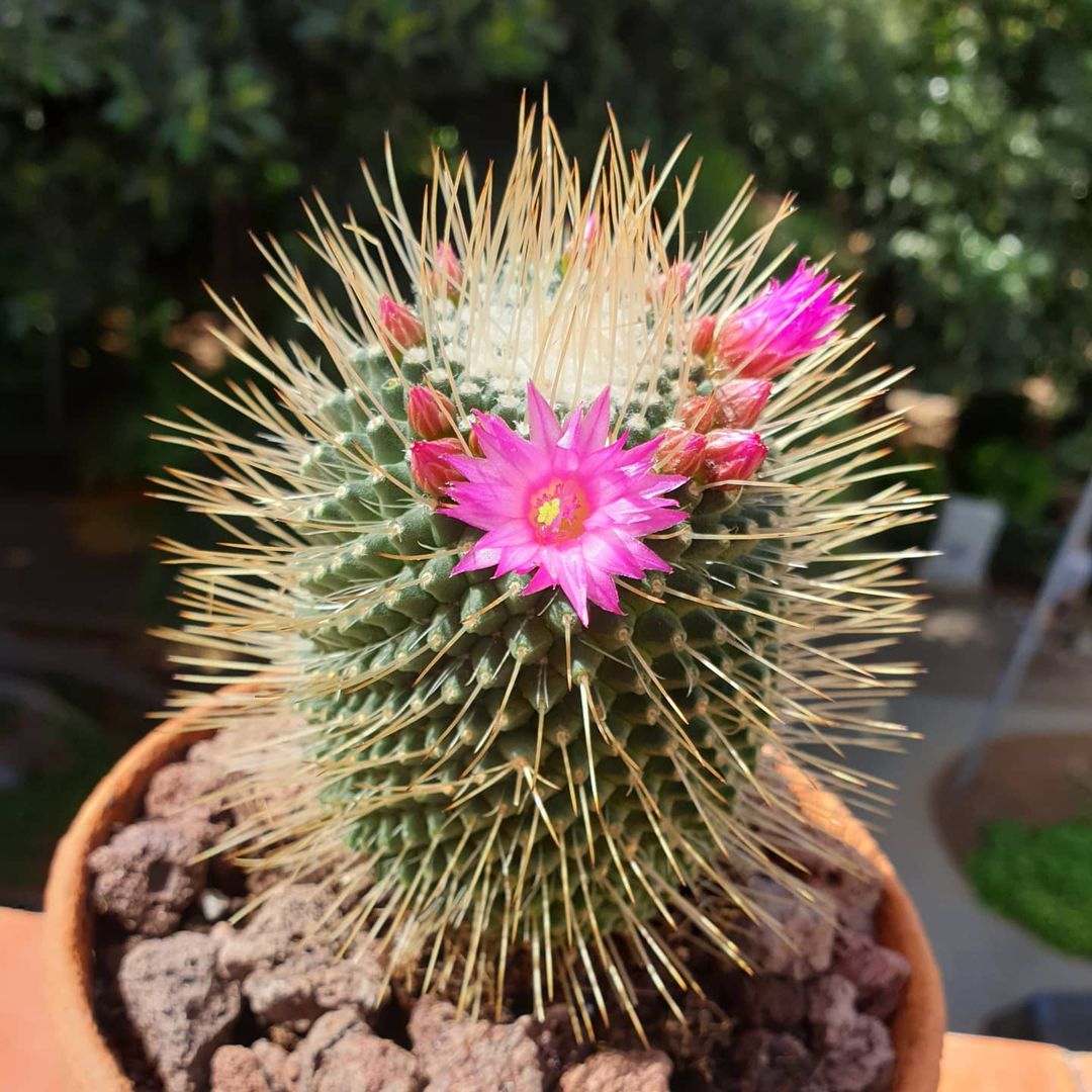 Spiny Pincushion Cactus Plant Care Water, Light, Nutrients Greg App 🌱