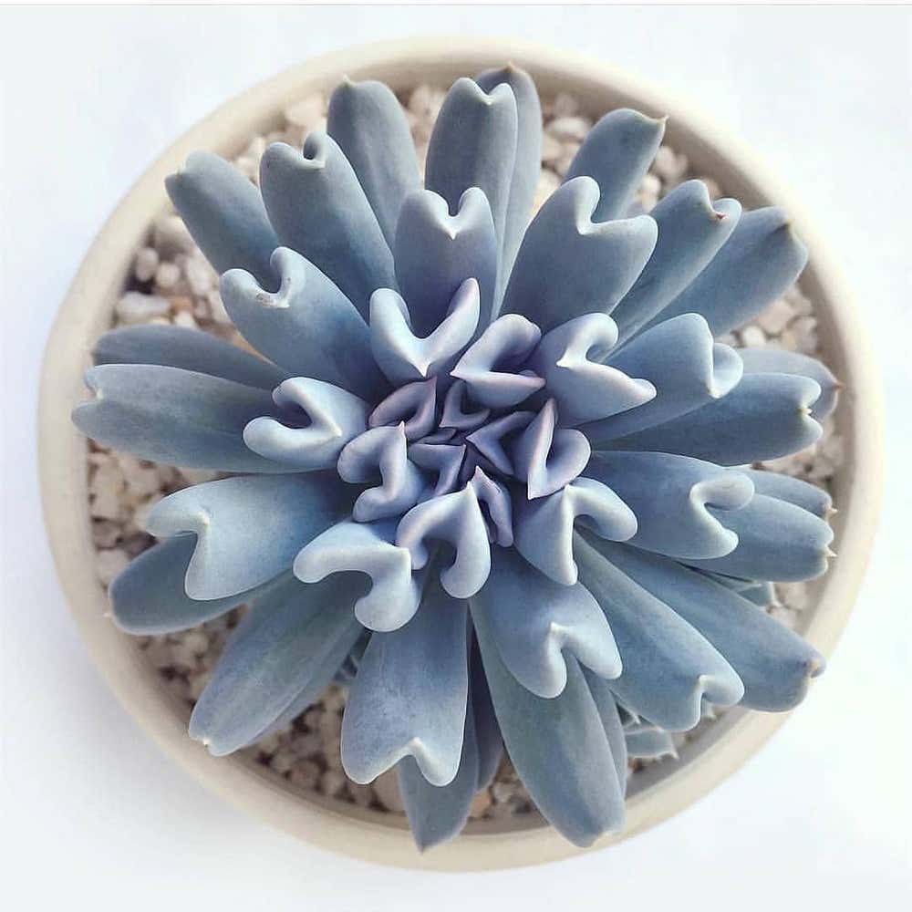 Photo of the plant species Echeveria 'Topsy Turvy' on Greg, the plant care app