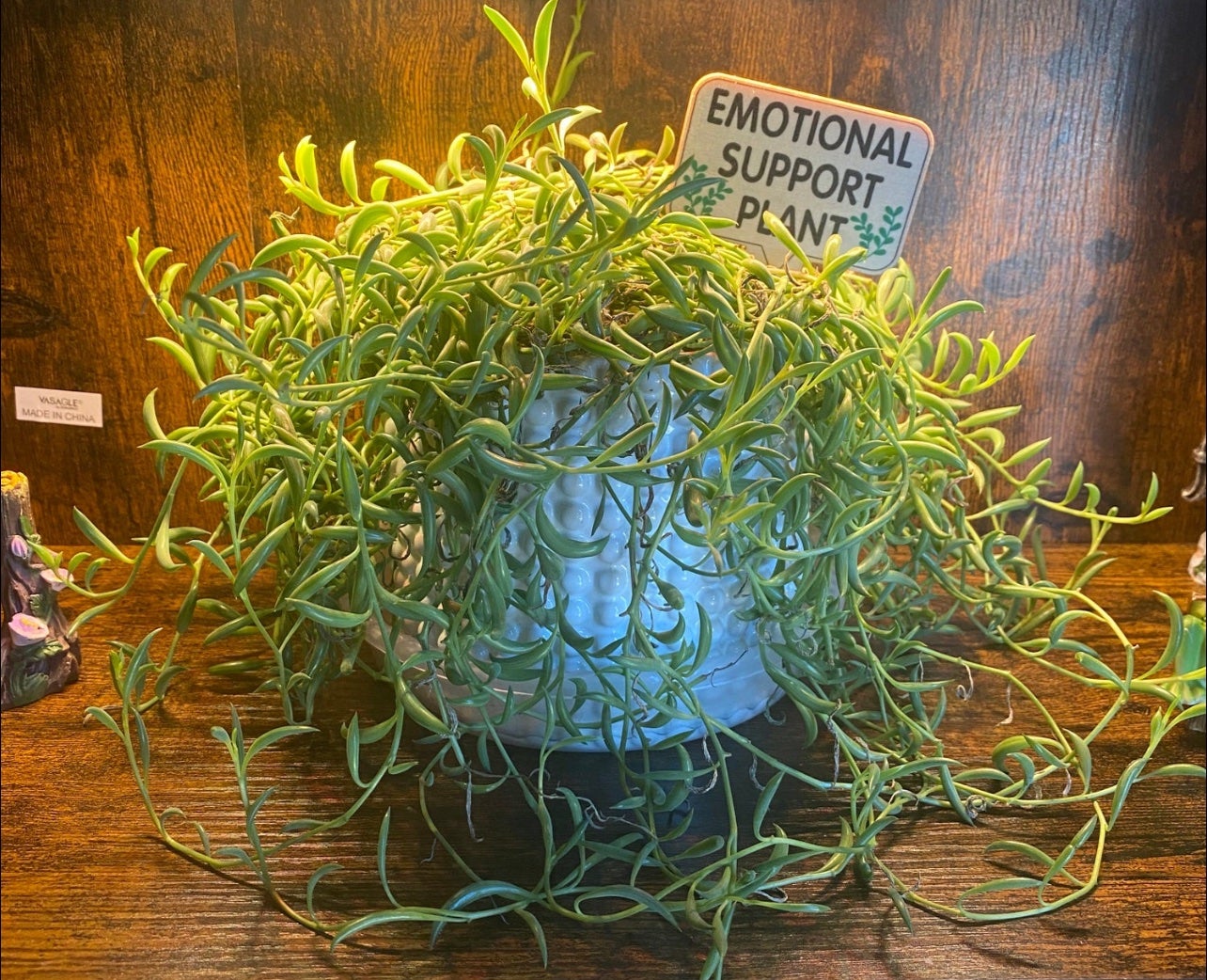 String Of Bananas Is Toxic To Cats 🐱