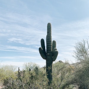 Plant care guide for Echeveria Arrow in Phoenix, Arizona