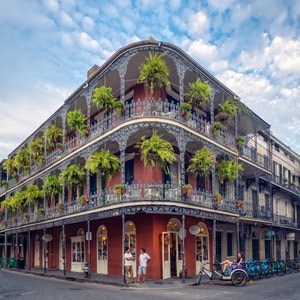 Plant care guide for ? in New Orleans, Louisiana