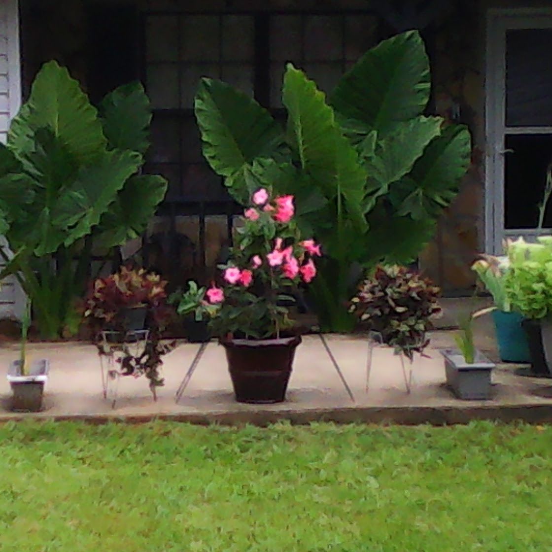 Avatar for @GoldenWoodfern on Greg, the plant care app